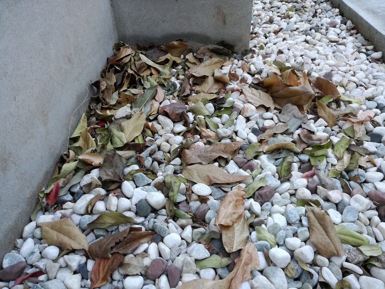 隣家から飛んでくる落ち葉を掃除